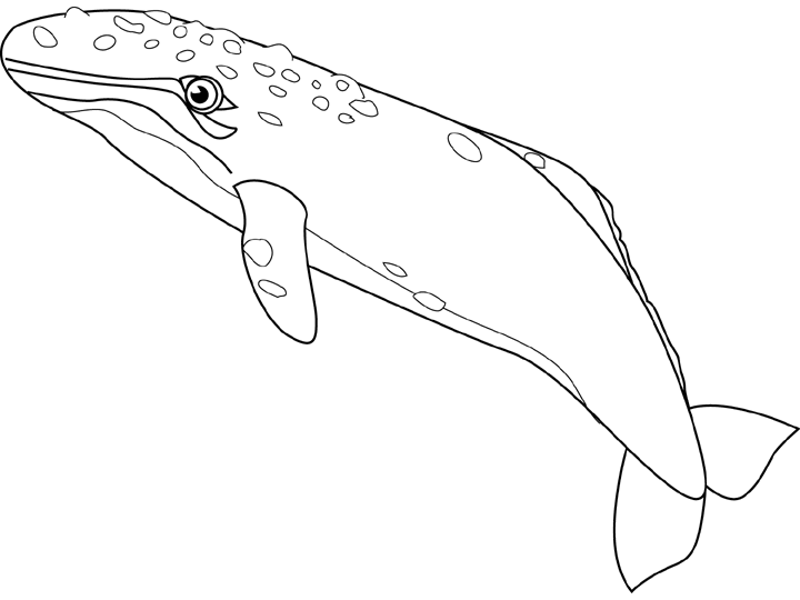 coloriage baleine grise